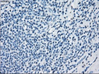 Anti-GBP2 antibody [1E5] used in IHC (Paraffin sections) (IHC-P). GTX84445