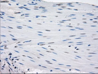Anti-GBP2 antibody [1E5] used in IHC (Paraffin sections) (IHC-P). GTX84445