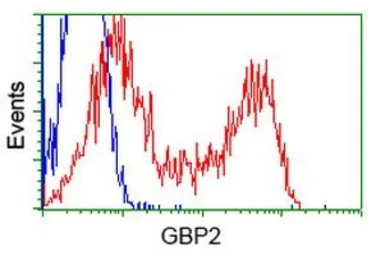 Anti-GBP2 antibody [1E5] used in Flow cytometry (FCM). GTX84445