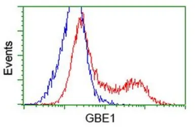 Anti-GBE1 antibody [1D11] used in Flow cytometry (FCM). GTX84452