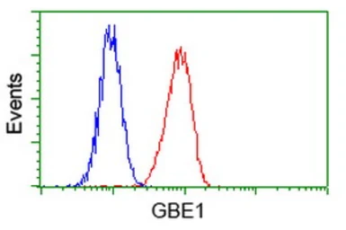 Anti-GBE1 antibody [4D9] used in Flow cytometry (FCM). GTX84453