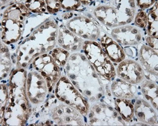 Anti-GBE1 antibody [3B4] used in IHC (Paraffin sections) (IHC-P). GTX84456