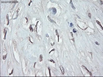Anti-GATA4 antibody [9F9] used in IHC (Paraffin sections) (IHC-P). GTX84460