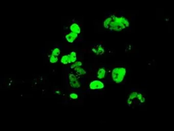 Anti-GATA4 antibody [1H8] used in Immunocytochemistry/ Immunofluorescence (ICC/IF). GTX84461