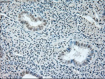 Anti-GAD67 antibody [3G9] used in IHC (Paraffin sections) (IHC-P). GTX84469