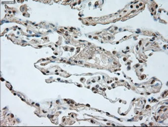 Anti-GAD67 antibody [3G9] used in IHC (Paraffin sections) (IHC-P). GTX84469