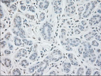 Anti-GAD67 antibody [3H2] used in IHC (Paraffin sections) (IHC-P). GTX84470