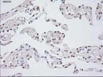 Anti-GAD67 antibody [3H2] used in IHC (Paraffin sections) (IHC-P). GTX84470