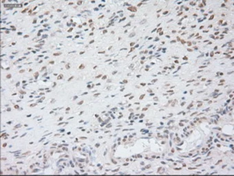 Anti-GAD67 antibody [3H2] used in IHC (Paraffin sections) (IHC-P). GTX84470