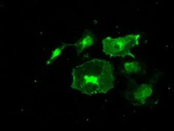 Anti-FRK antibody [6D2] used in Immunocytochemistry/ Immunofluorescence (ICC/IF). GTX84481