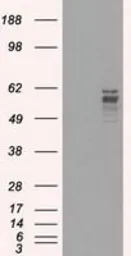 Anti-FRK antibody [6D2] used in Western Blot (WB). GTX84481