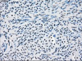 Anti-FRA1 antibody [12F9] used in IHC (Paraffin sections) (IHC-P). GTX84488