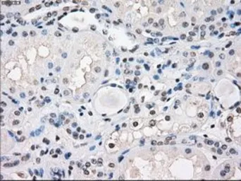 Anti-FRA1 antibody [12F9] used in IHC (Paraffin sections) (IHC-P). GTX84488