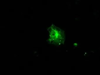 Anti-FKBP5 antibody [3E9] used in Immunocytochemistry/ Immunofluorescence (ICC/IF). GTX84491