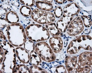 Anti-FKBP12 antibody [3B3] used in IHC (Paraffin sections) (IHC-P). GTX84492