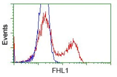 Anti-FHL1 antibody [1D6] used in Flow cytometry (FCM). GTX84495