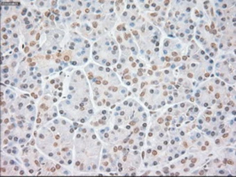 Anti-FGF2 antibody [3D9] used in IHC (Paraffin sections) (IHC-P). GTX84502