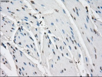 Anti-CD32a antibody [16D6] used in IHC (Paraffin sections) (IHC-P). GTX84509