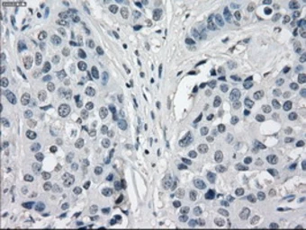Anti-CD32a antibody [13D7] used in IHC (Paraffin sections) (IHC-P). GTX84511