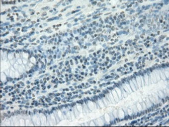 Anti-CD32a antibody [13D7] used in IHC (Paraffin sections) (IHC-P). GTX84511