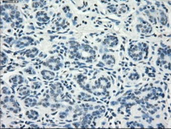 Anti-CD32a antibody [13D7] used in IHC (Paraffin sections) (IHC-P). GTX84511