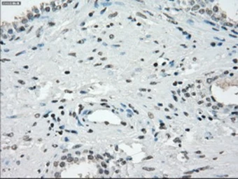 Anti-CD32a antibody [13D7] used in IHC (Paraffin sections) (IHC-P). GTX84511