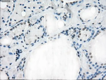 Anti-CD32a antibody [13D7] used in IHC (Paraffin sections) (IHC-P). GTX84511