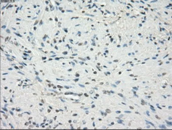 Anti-CD32a antibody [13G9] used in IHC (Paraffin sections) (IHC-P). GTX84513