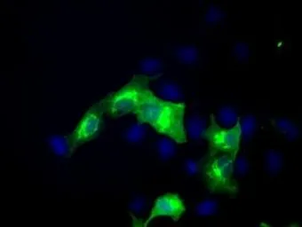 Anti-ERMAP antibody [C8] used in Immunocytochemistry/ Immunofluorescence (ICC/IF). GTX84543