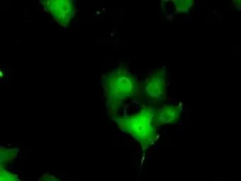 Anti-ERCC1 antibody [1B3] used in Immunocytochemistry/ Immunofluorescence (ICC/IF). GTX84546
