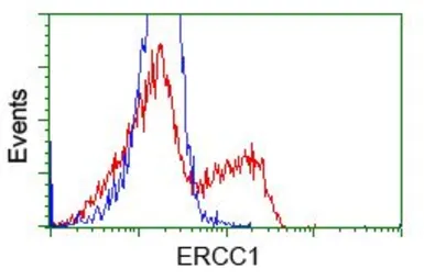 Anti-ERCC1 antibody [1B3] used in Flow cytometry (FCM). GTX84546