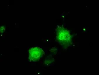 Anti-ERCC1 antibody [2A7] used in Immunocytochemistry/ Immunofluorescence (ICC/IF). GTX84550