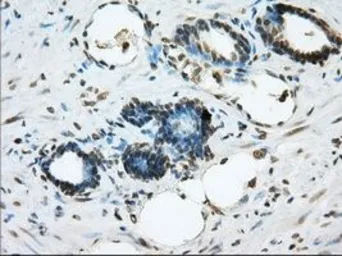 Anti-ERCC1 antibody [2A7] used in IHC (Paraffin sections) (IHC-P). GTX84550