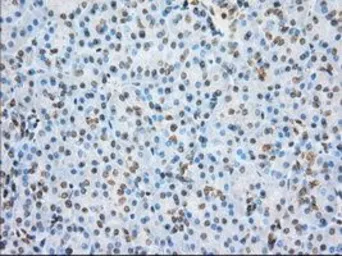 Anti-ERCC1 antibody [2A7] used in IHC (Paraffin sections) (IHC-P). GTX84550