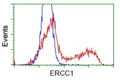 Anti-ERCC1 antibody [2A7] used in Flow cytometry (FCM). GTX84550
