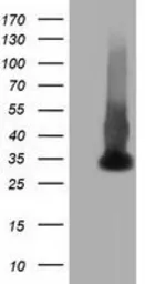 Anti-ERCC1 antibody [2A9] used in Western Blot (WB). GTX84555
