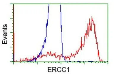 Anti-ERCC1 antibody [2A9] used in Flow cytometry (FCM). GTX84555