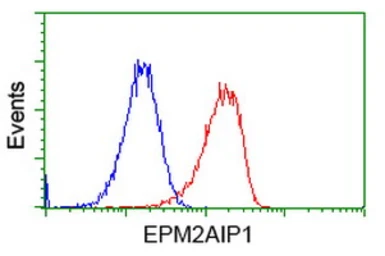 Anti-EPM2AIP1 antibody [1F11] used in Flow cytometry (FCM). GTX84561