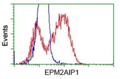 Anti-EPM2AIP1 antibody [5G8] used in Flow cytometry (FCM). GTX84566