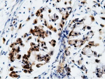 Anti-EPXH2 antibody [1H5] used in IHC (Paraffin sections) (IHC-P). GTX84569