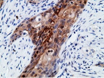 Anti-EPXH2 antibody [1H5] used in IHC (Paraffin sections) (IHC-P). GTX84569