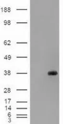 Anti-EpCAM antibody [4G10] used in Western Blot (WB). GTX84574