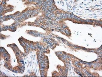 Anti-eIF2 alpha antibody [3H4] used in IHC (Paraffin sections) (IHC-P). GTX84579