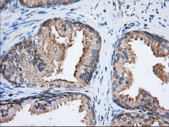 Anti-eIF2 alpha antibody [3H4] used in IHC (Paraffin sections) (IHC-P). GTX84579