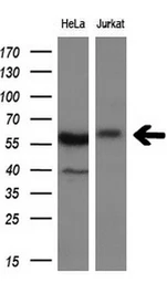 Anti-DYNC1LI1 antibody [2E8] used in Western Blot (WB). GTX84594