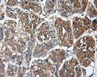 Anti-DNTTIP1 antibody [1E2] used in IHC (Paraffin sections) (IHC-P). GTX84603