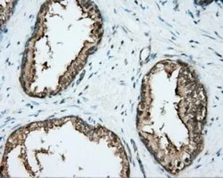 Anti-DNTTIP1 antibody [1E2] used in IHC (Paraffin sections) (IHC-P). GTX84603