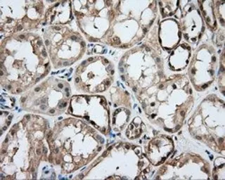 Anti-DNTTIP1 antibody [1E2] used in IHC (Paraffin sections) (IHC-P). GTX84603