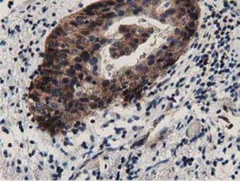 Anti-DNAJA2 antibody [3H10] used in IHC (Paraffin sections) (IHC-P). GTX84609