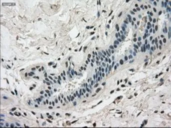 Anti-DHFR antibody [3A11] used in IHC (Paraffin sections) (IHC-P). GTX84618